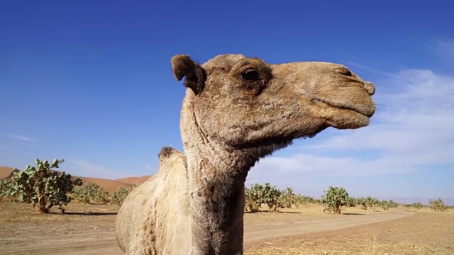 单峰驼，Merzouga，摩洛哥视频素材