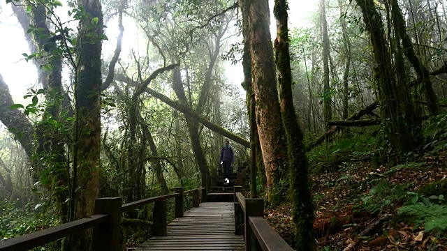 在雨林中徒步旅行的年轻女子，4K(超高清)视频素材