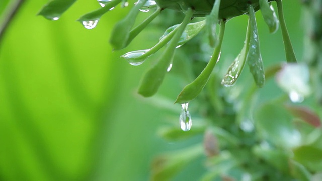 后滴雨。视频素材