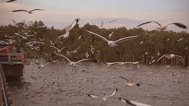 一群海鸥在海上视频素材