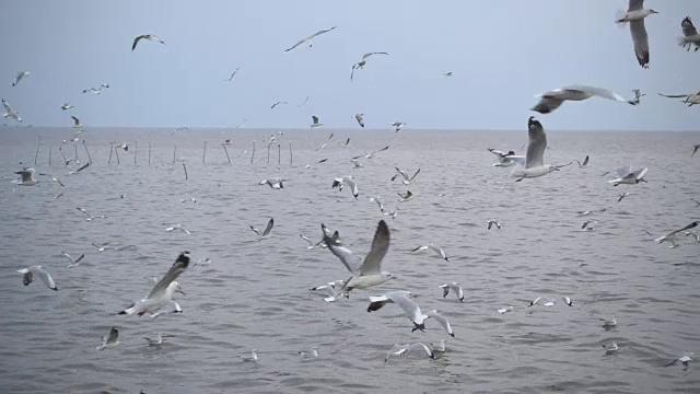 一群海鸥在海上的慢镜头视频素材