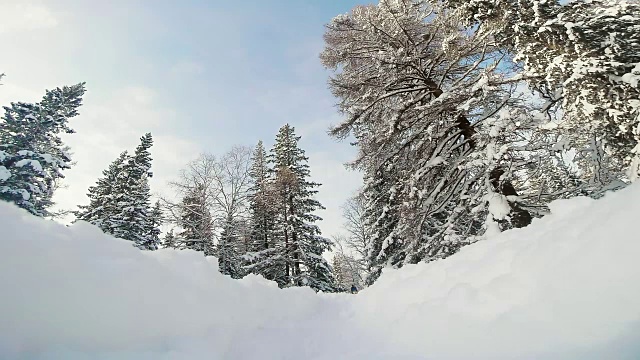 雪橇狗在白雪覆盖的针叶林赛跑视频素材