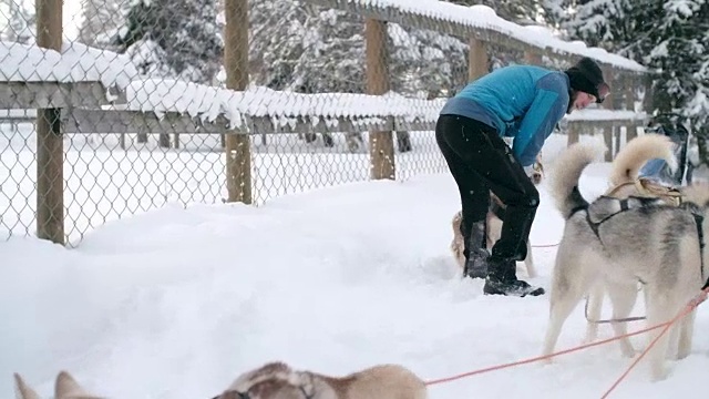 马舍为赛跑准备雪橇狗视频素材