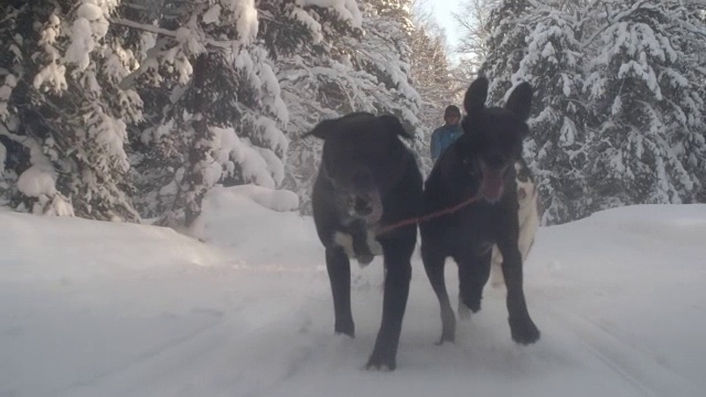 狗拉着雪橇穿过积雪的森林视频素材