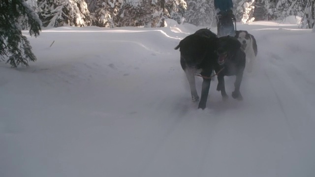 拉雪橇的狗队视频素材