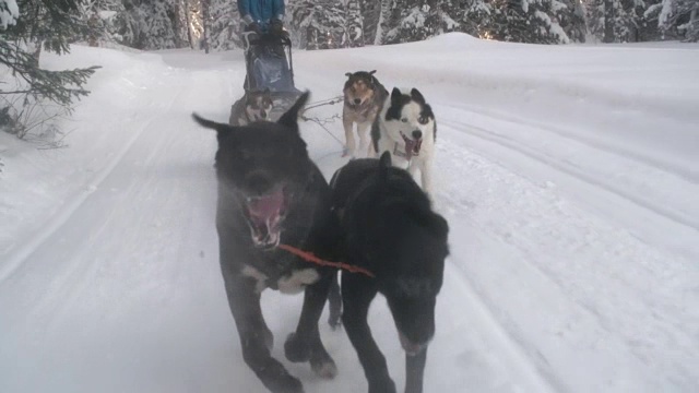 雪橇狗在白雪覆盖的林地里奔跑视频素材