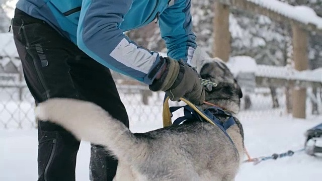 马舍把一只不安分的哈士奇拴在雪橇上视频素材