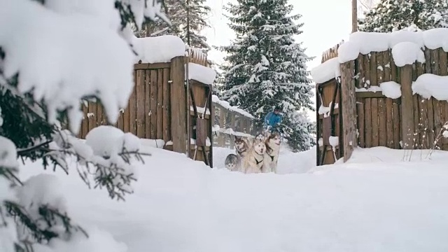 一队西伯利亚哈士奇拉着雪橇走出大门视频素材