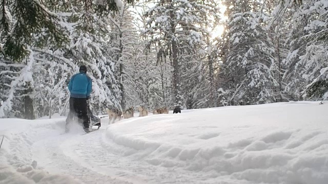 雪橇狗在雪地里赛跑视频素材