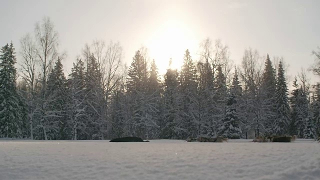 在美丽的林地景色中拉狗雪橇视频素材