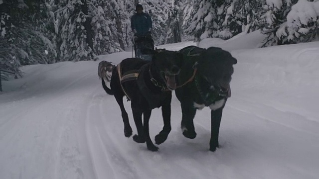 飞奔的雪橇狗在树林里奔跑视频素材