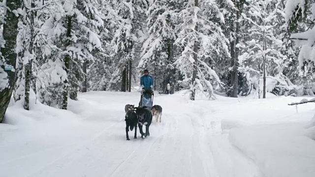 Musher驾着狗拉的雪橇穿过白雪覆盖的林地视频素材