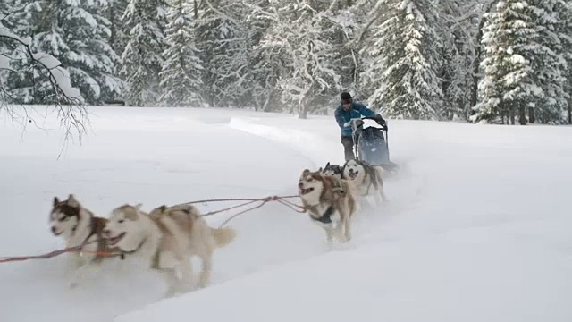 狗队拉着雪橇和狗司机穿过雪视频素材