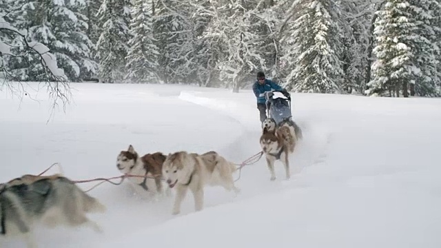 狗拉雪橇比赛视频素材