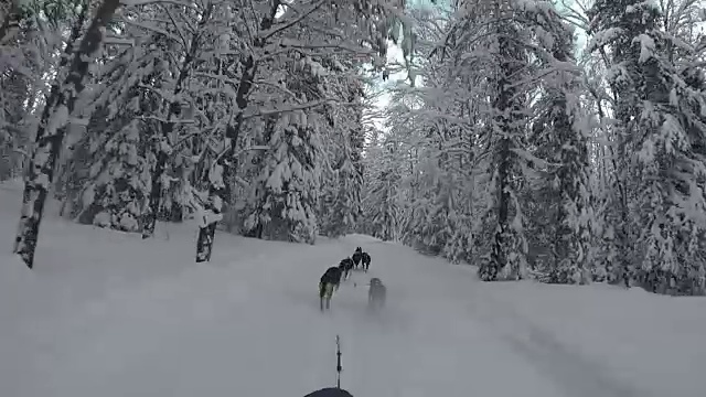 狗拉雪橇穿过白雪覆盖的森林视频素材