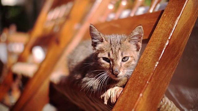 小猫在阳光下的椅子上睡觉视频素材