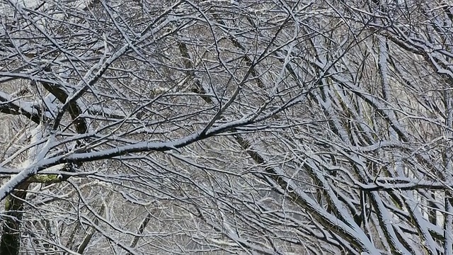 美国纽约中央公园，人们走在被雪覆盖和被一排雪树包围的林荫道上视频素材