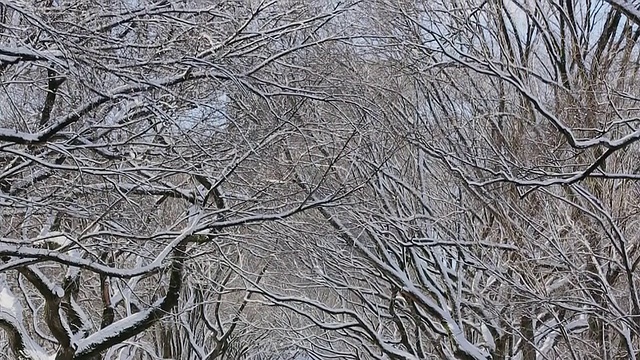 美国纽约中央公园，人们在被雪覆盖和被一排雪树包围的广场上散步视频素材