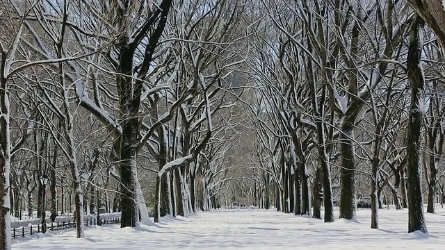 WS PAN TU草坪上覆盖着积雪，周围环绕着一排白雪皑皑的树木，纽约中央公园。/美国纽约视频素材