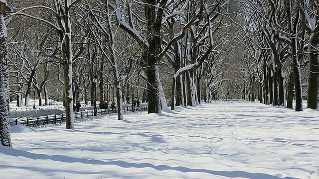 草坪被雪覆盖，周围是一排被雪包围的树，纽约中央公园。/美国纽约视频素材