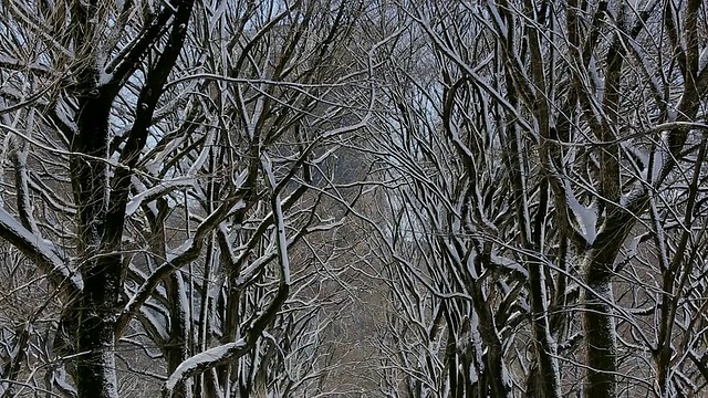 美国纽约中央公园，被雪覆盖和被一排雪树包围的WS TU草坪视频素材