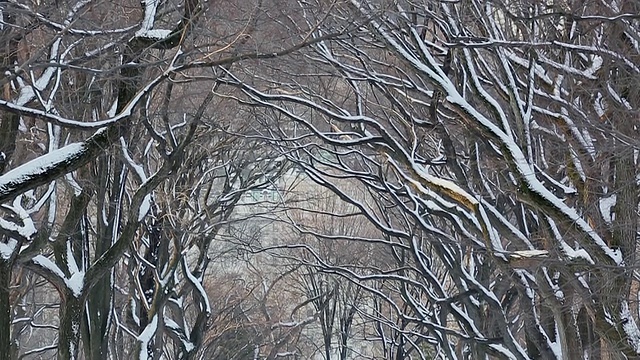 美国纽约中央公园，早上，人们和狗在被雪覆盖和被一排雪树包围的林荫大道上散步视频素材