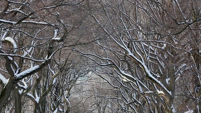 美国纽约中央公园，早上，人们和狗在被雪覆盖的林荫大道上散步，周围是一排被雪包围的树视频素材