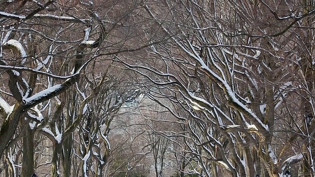 美国纽约中央公园，早上，人们和狗在被雪覆盖的林荫大道上散步，周围是一排被雪包围的树视频素材