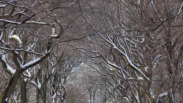 早上，人们和狗在被雪覆盖的林荫大道上散步，周围是一排被雪包围的树/纽约中央公园。/美国纽约视频素材