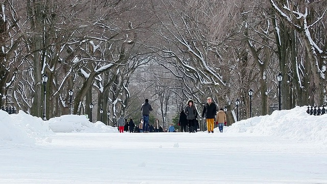 美国纽约中央公园，早晨，人们在被雪覆盖和被一排雪树包围的林荫道上散步视频素材