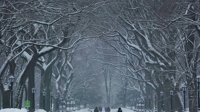 美国纽约中央公园，中央公园里的暴风雪，人们和狗在被一排雪树包围的林荫大道上散步视频素材