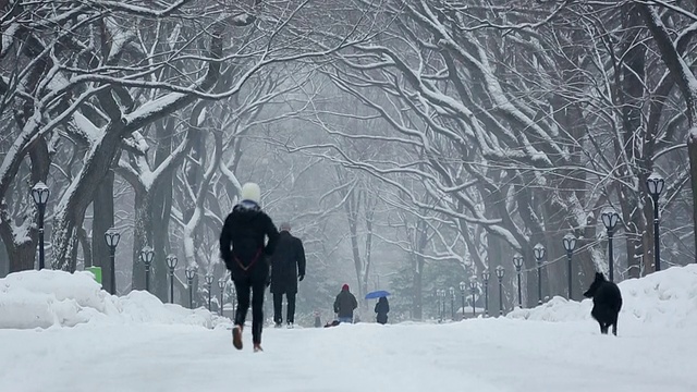 WS TU美国纽约中央公园，中央公园里的暴风雪，人们和狗在被一排雪树包围的林荫道上散步视频素材