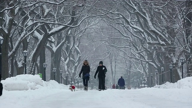 美国纽约中央公园的雪灾景象，人们和狗在被一排雪树环绕的林荫道上散步视频素材