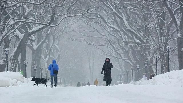 美国纽约中央公园的雪灾景象，人们和狗在被一排雪树环绕的林荫道上散步视频素材