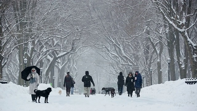 美国纽约中央公园，中央公园里的暴风雪，人们和狗在被一排雪树包围的林荫道上散步视频素材