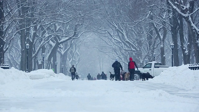 美国纽约中央公园，中央公园里的暴风雪，人们和狗在被一排雪树包围的林荫道上散步视频素材