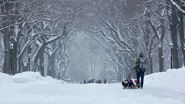 美国纽约中央公园，一名男子和一群狗在被一排雪树环绕的林荫大道上散步视频素材