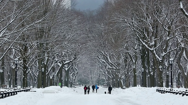 在美国纽约中央公园，一对情侣在被积雪覆盖的林荫大道上接吻和遛狗视频素材