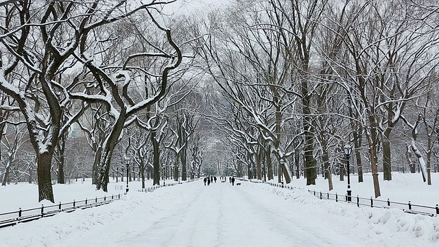 美国纽约中央公园，人们和狗在被雪覆盖和被一排雪树包围的林荫道上散步视频素材