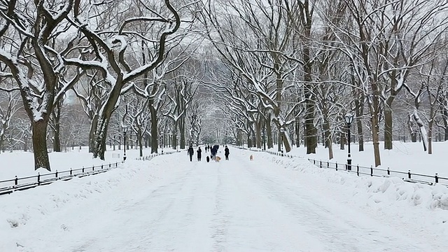 美国纽约中央公园，人们和狗在被雪覆盖和被雪树包围的林荫道上散步视频素材