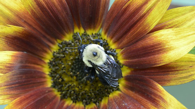 金色北方大黄蜂(Bombus fervidus)正在吃一株多色向日葵/瓦尔帕莱索，印第安纳州，美国视频素材