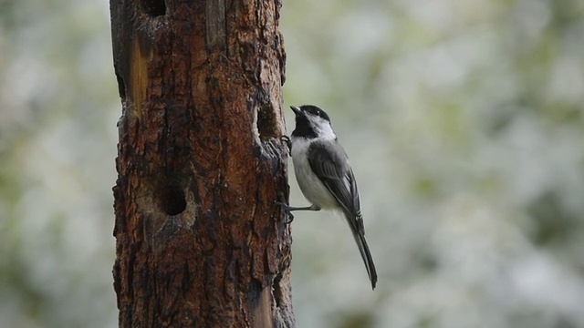 美国印第安纳州瓦尔帕莱索，黑顶山雀(Parus atricapillus)啄食一个含有种子和自制板油的洞，然后飞走视频素材