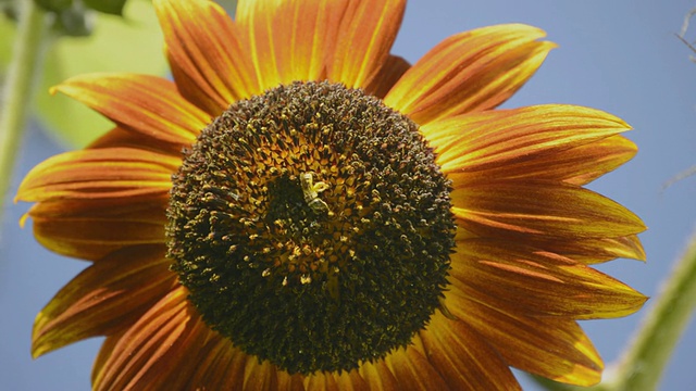 美洲蜜蜂(Apis mellifera)采集多色向日葵花粉/瓦尔帕莱索，印第安纳州，美国视频素材