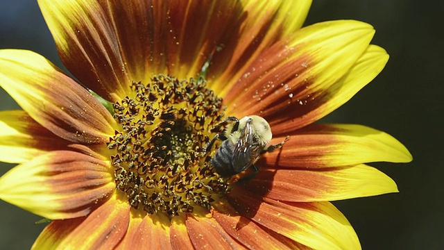 拍摄于美国印第安纳州瓦尔帕莱索的金色北方大黄蜂(Bombus fervidus)在多色向日葵上觅食视频素材