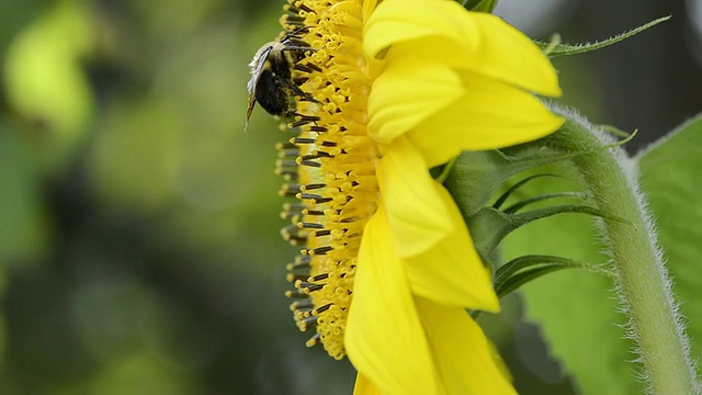 拍摄于美国印第安纳州瓦尔帕莱索的金色北方大黄蜂(Bombus fervidus)在向日葵上觅食视频素材