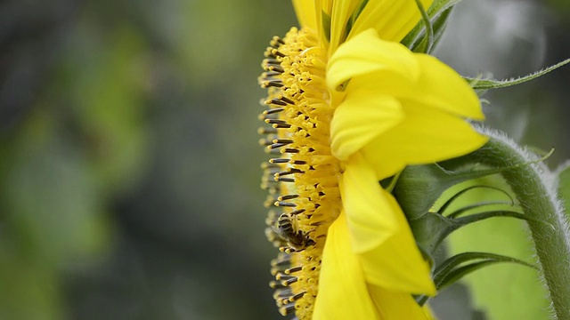 蜜蜂(Apis mellifera)在风中采集向日葵花粉的照片/瓦尔帕莱索，印第安纳州，美国视频素材