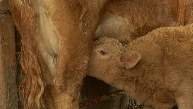 饥饿的红牛犊喂养着他的母牛。视频素材