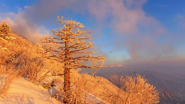 雪景雪山的山峰与树枝上的雪在日出视频素材