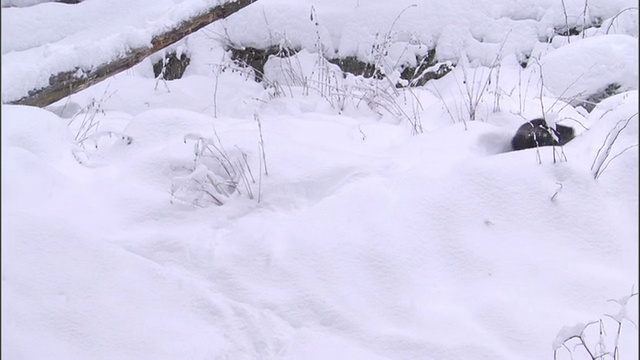 瑞典北方白雪皑皑的森林里的狼獾视频素材