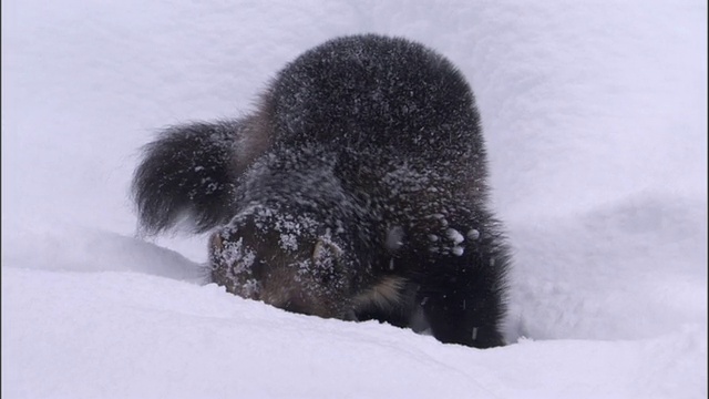 狼獾在瑞典白雪皑皑的北方针叶林里觅食视频素材